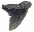 Fossil Hemipristis Shark Tooth - Maryland #42536-1